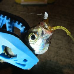 豆アジ　アジングラビット